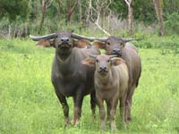 Top End Family