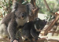 Adelaide Hills  Koalas    ...                  DEH