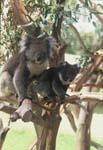 CLELAND WILDLIFE PARK