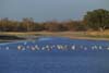 LONGREACH WATERHOLE