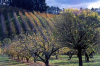 Adelaide Hills  Apple Orchard